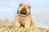 CHOW CHOW 201